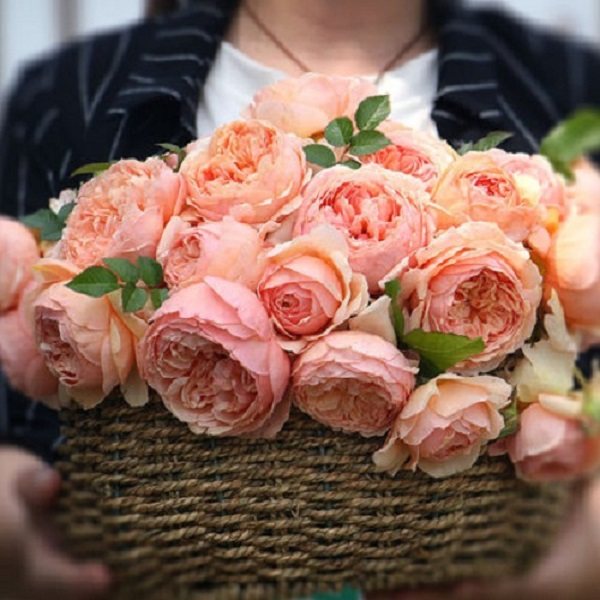 真宙 新品日月 对版 切花 灌木月季浓香杏粉色阳台庭院盆栽花卉,淘宝优惠券,粉丝福利购,淘宝优惠卷