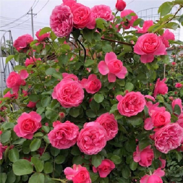 【粉色达芬奇】30-50公分 爬藤蔷薇月季花苗多季大花庭院阳台耐寒,淘宝优惠券,粉丝福利购,淘宝优惠卷