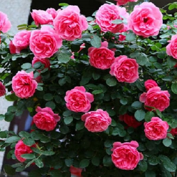 【粉色达芬奇】30-50公分 爬藤蔷薇月季花苗多季大花庭院阳台耐寒,淘宝优惠券,粉丝福利购,淘宝优惠卷