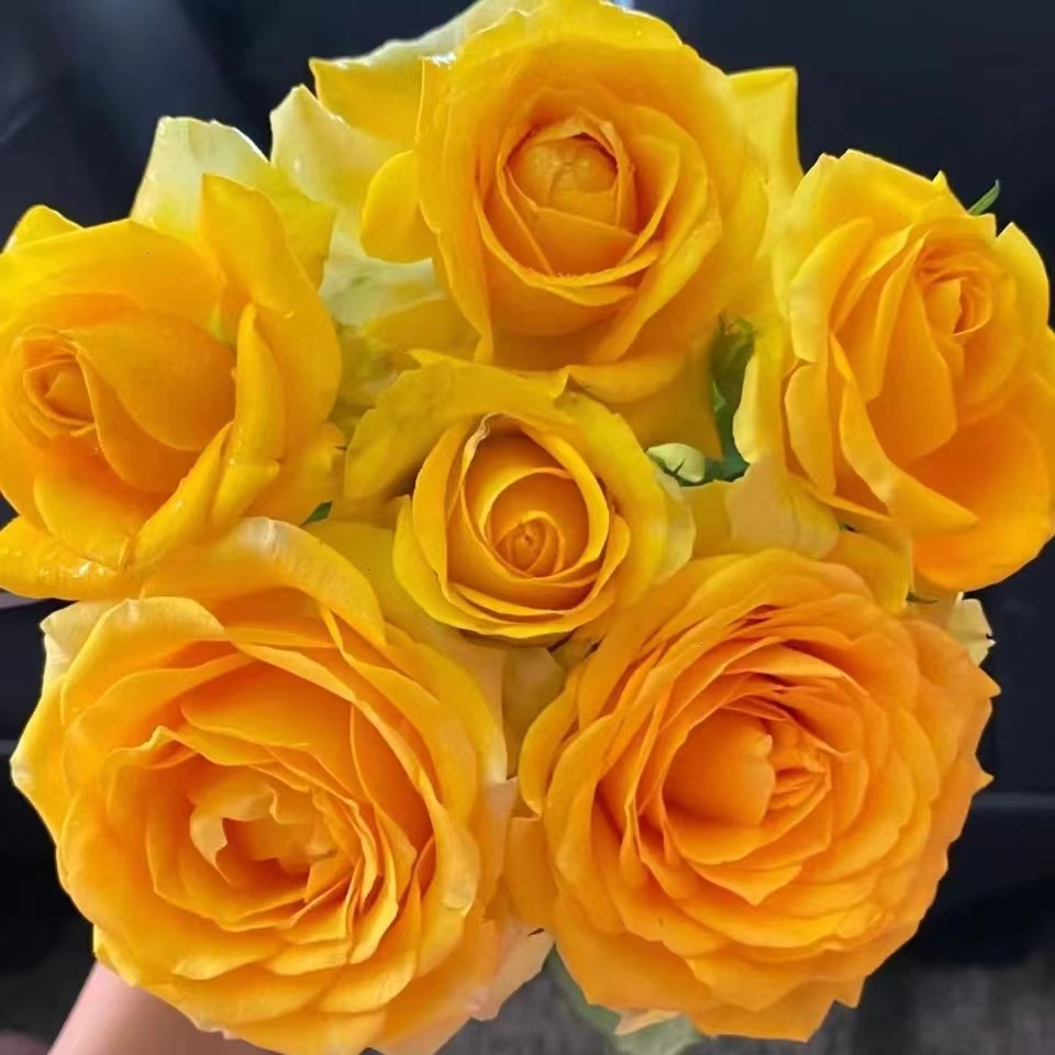 苏格兰黄油月季花苗开花玫瑰四季盆栽花卉爬藤植物藤本蔷薇树绿植 - 图0