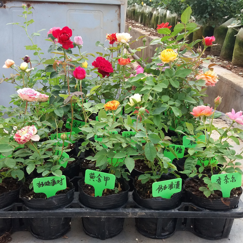小苗藤本月季花苗果汁阳台开花玫瑰绿植室内盆栽四季好养蔷薇藤本,淘宝优惠券,粉丝福利购,淘宝优惠卷