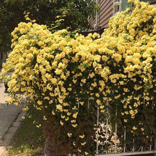 重瓣黄木香花苗爬藤开花浓香花卉白木香蔷薇阳台庭院四季盆栽树苗 - 图3