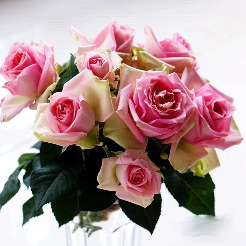 新星月季花苗开花粉色玫瑰花室内阳台盆栽四季好养花卉绿植树苗,淘宝优惠券,粉丝福利购,淘宝优惠卷