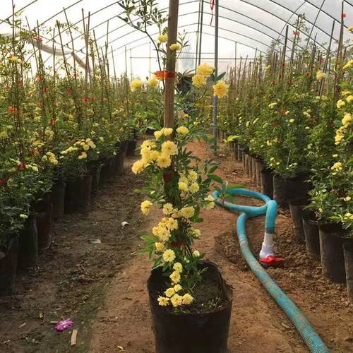 重瓣黄木香花苗爬藤开花浓香花卉白木香蔷薇阳台庭院四季盆栽树苗 - 图0