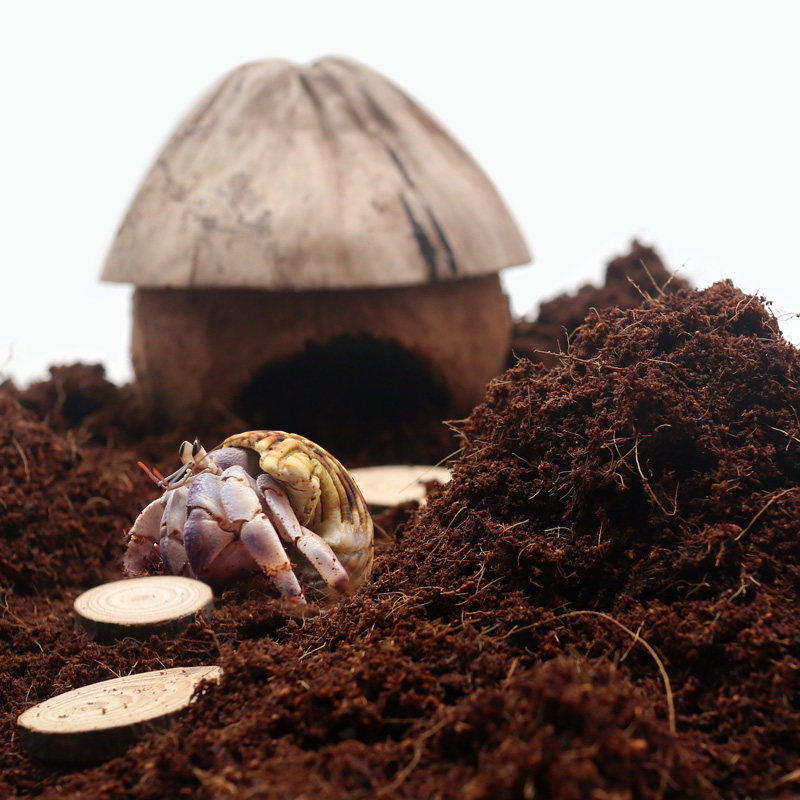 陌派寄居蟹湿椰土苔藓营养土免泡土饲养用品爬宠保湿保温新手垫材,淘宝优惠券,粉丝福利购,淘宝优惠卷