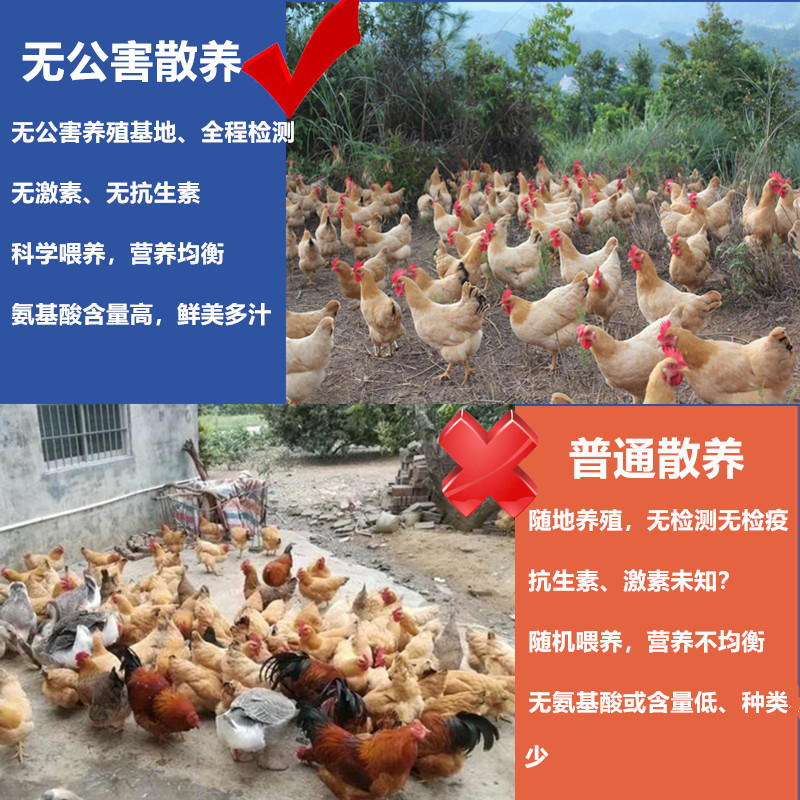 顺丰包邮大公鸡清远鸡文昌鸡三黄鸡正宗农家生态散养走地鸡活鸡 - 图1