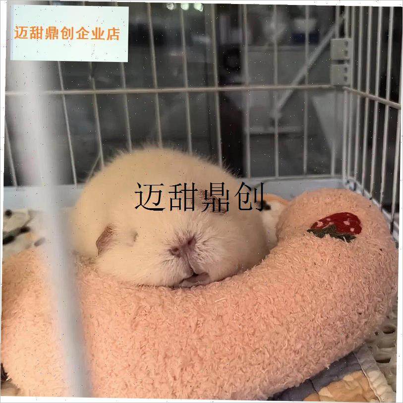 兰猪枕头专用解闷玩具f毛绒用品睡觉迷你保暖天竺鼠过冬豚鼠宠物,,淘宝优惠券,粉丝福利购,淘宝优惠卷