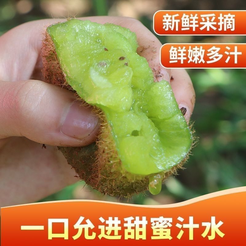 徐香猕猴桃树苗盆栽地栽江山绿心奇异果树苗南北方种植猕猴桃苗,淘宝优惠券,粉丝福利购,淘宝优惠卷