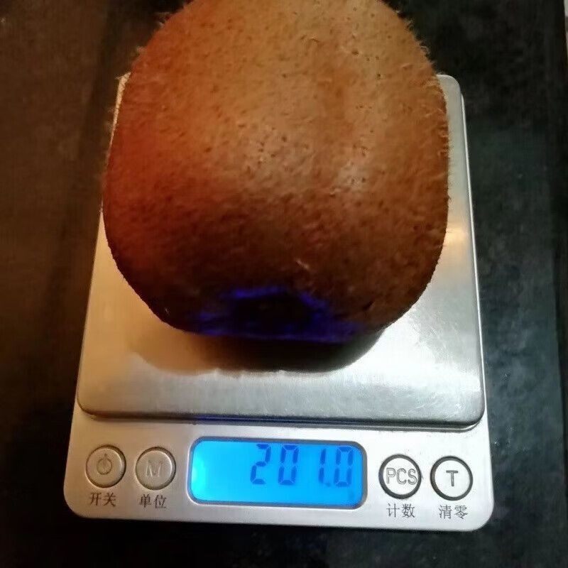 特大红心猕猴桃树苗耐寒猕猴桃盆栽地栽南方北方种植地栽果树苗,淘宝优惠券,粉丝福利购,淘宝优惠卷