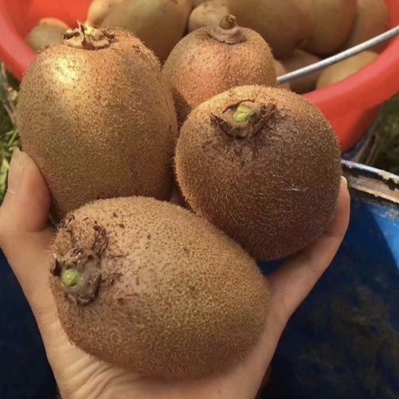 徐香猕猴桃树苗盆栽地栽江山绿心奇异果树苗南北方种植猕猴桃苗,淘宝优惠券,粉丝福利购,淘宝优惠卷