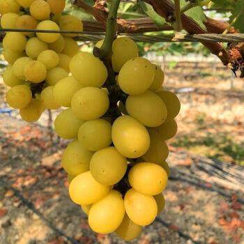 黄金阳光十三玫瑰葡萄树苗爬藤葡萄苖果树果苗南方北方种植果树苗,淘宝优惠券,粉丝福利购,淘宝优惠卷