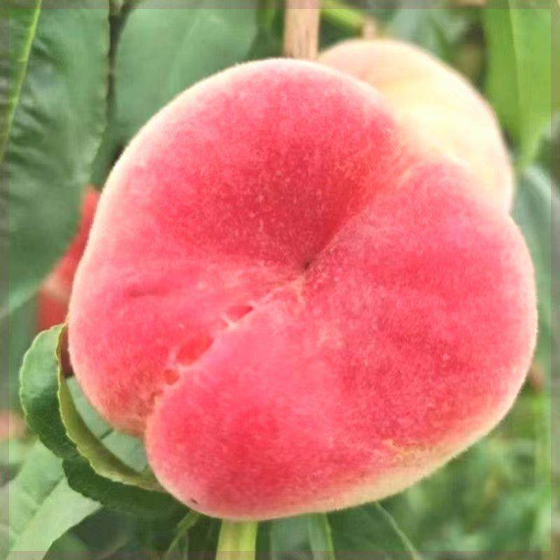 正宗优质嫁接血蟠桃抗寒南北方种植当年结果果树桃树桃子果苗苗,淘宝优惠券,粉丝福利购,淘宝优惠卷