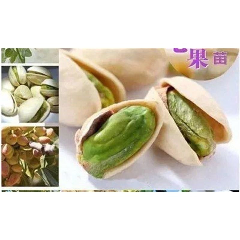 开心果苗南北方种植果苗当年结果开心果树苗盆栽地栽阿月浑子绿仁,淘宝优惠券,粉丝福利购,淘宝优惠卷