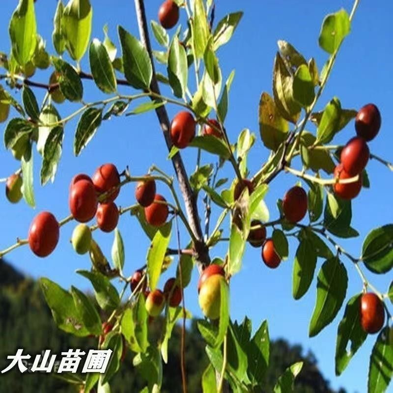 野生酸枣苗 酸枣树苗 野酸枣苗 北酸枣树苗 野酸枣苗 酸枣树活苗,淘宝优惠券,粉丝福利购,淘宝优惠卷