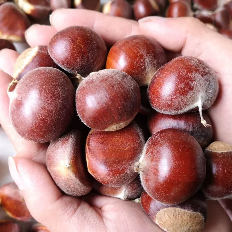 2025新货云南新鲜板栗新鲜野生板栗当季现摘新下树粉糯农家板栗子 - 图0