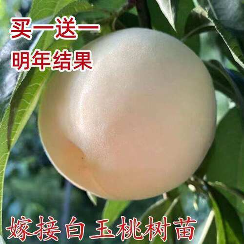 特大耐寒超甜桃树苗嫁接桃苗蜂糖白玉桃苗南方北方种植当年结果 - 图3