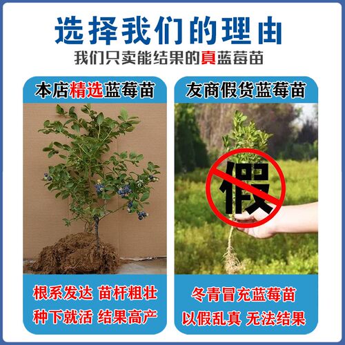 薄雾嫁接蓝莓苗带土南北方种植盆栽地栽苗当年结果兔眼蓝莓树果苗 - 图2