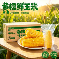 昌昌耕记东北黄糯玉米头茬8根