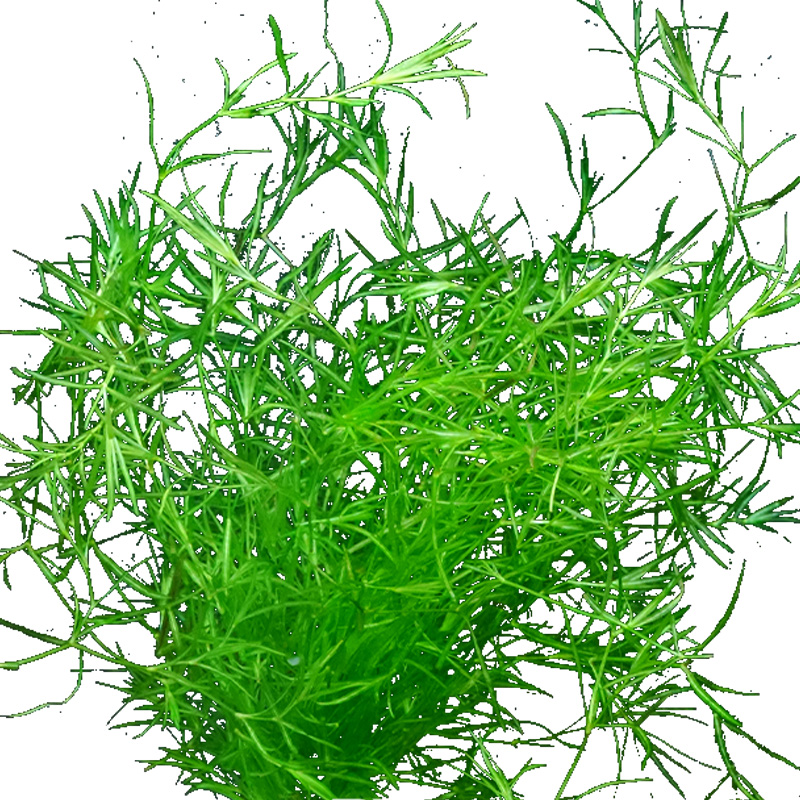 水草印度小竹节草好养植物鱼缸水族箱装饰造景绿菊蜈蚣草净水真草