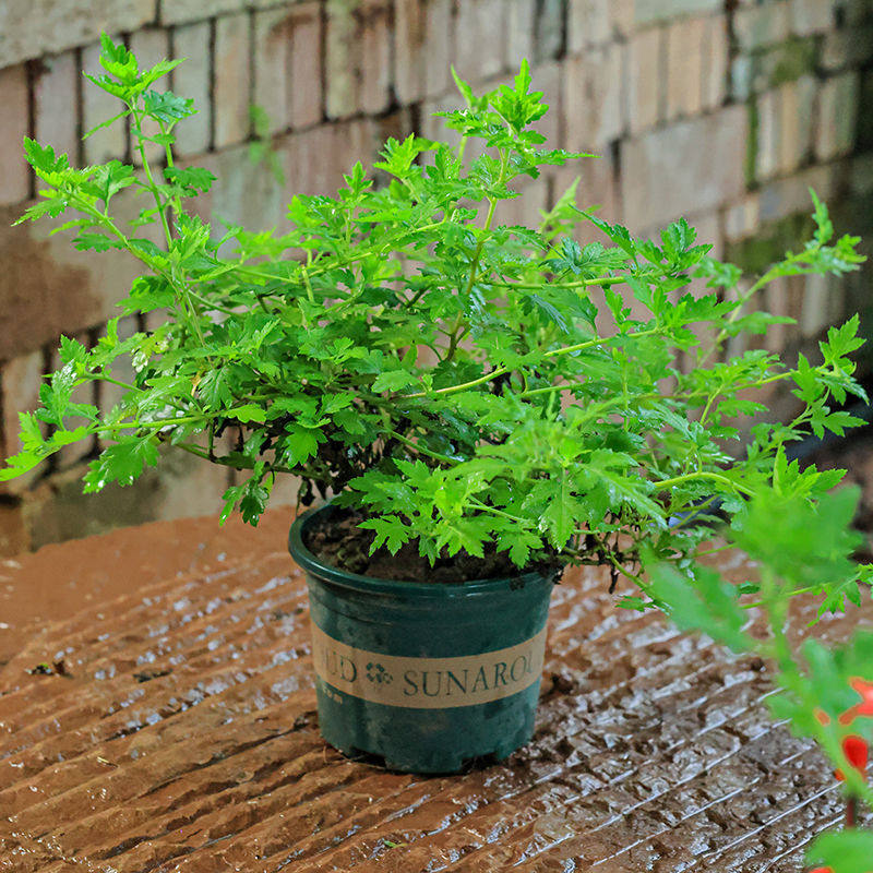 天然野菊花苗四季可种菊花花苗野菊花老根山菊花小金菊野菊花盆栽