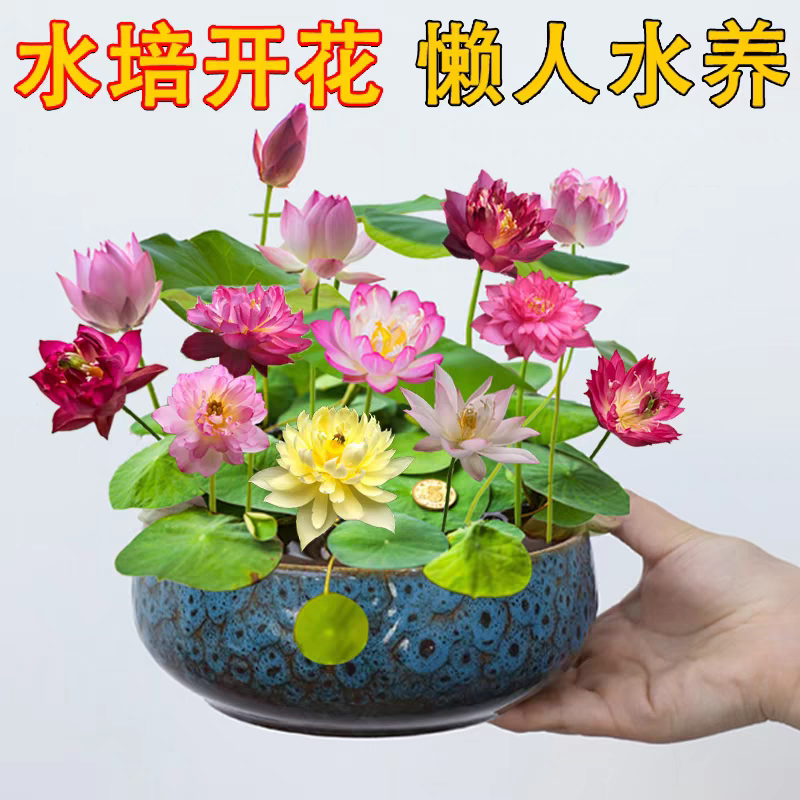 多花色水培碗莲种子已开口四季播种水培植物睡莲荷花室内绿植花卉 - 图3