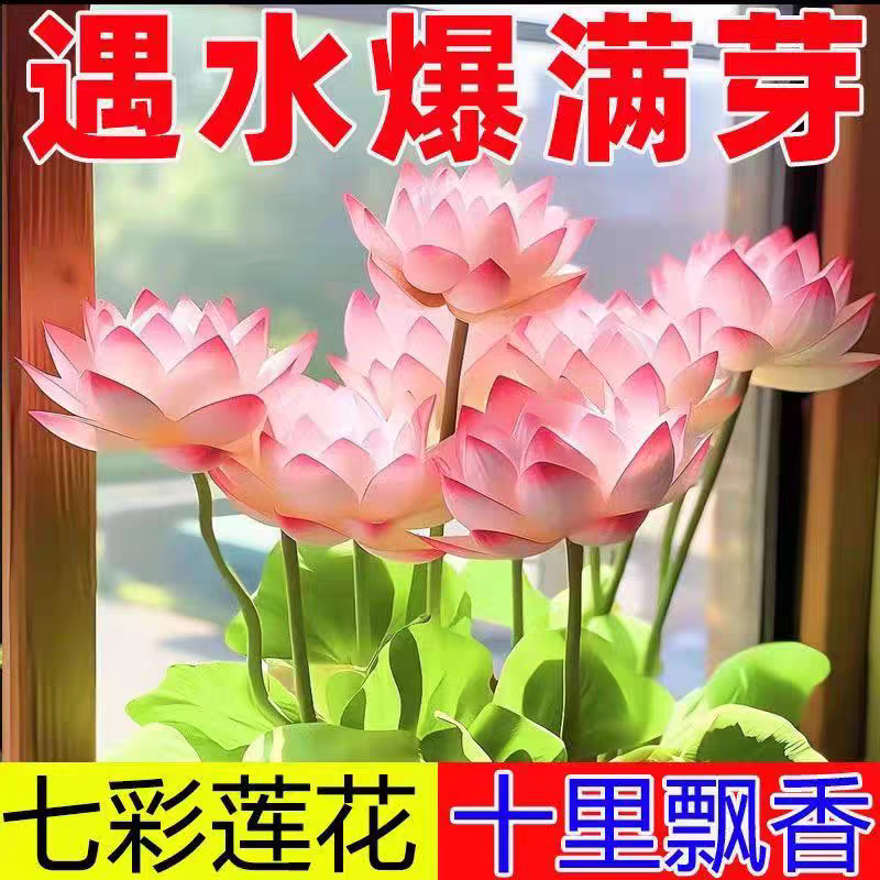 多花色水培碗莲种子已开口四季播种水培植物睡莲荷花室内绿植花卉 - 图2