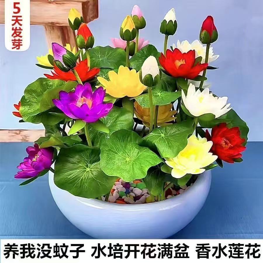 多花色水培碗莲种子已开口四季播种水培植物睡莲荷花室内绿植花卉 - 图0