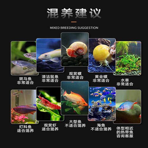 孔雀鱼活鱼苗观赏鱼热带小型鱼活体鱼淡水好养耐活精品冰蓝孔雀鱼 - 图2
