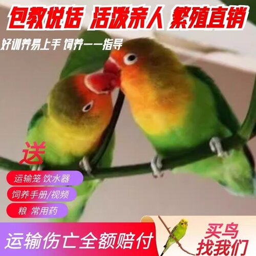 牡丹鹦鹉活体 爱情鸟活体宠物鸟可训练上手养鸟活物虎皮牡丹鹦鹉 - 图2
