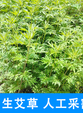 野生整颗干艾草60颗泡澡泡脚