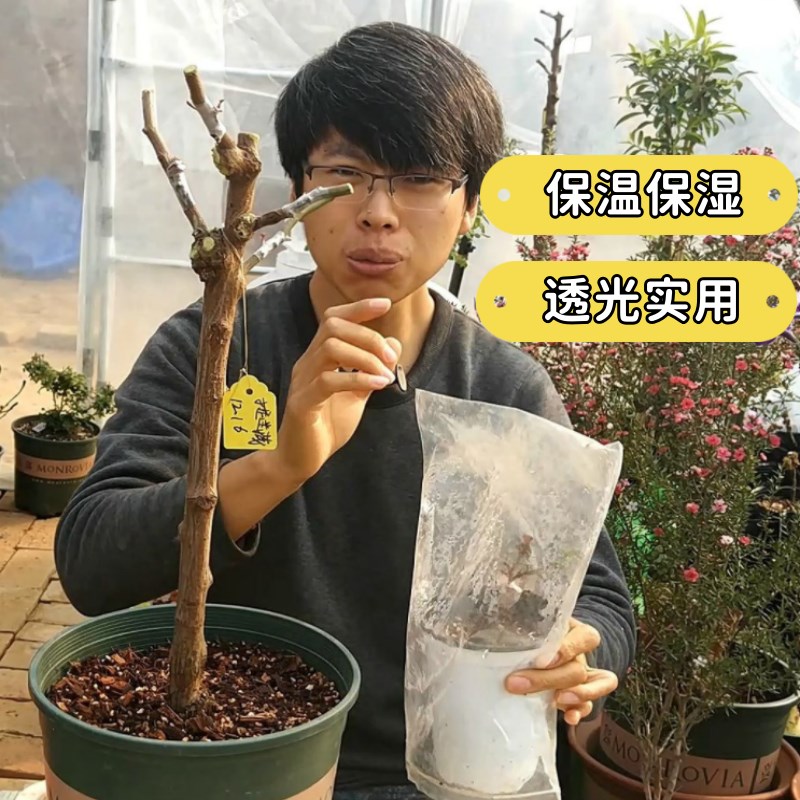 嫁接保湿袋套袋套管保鲜膜条修剪嫁接神器树苗木保温植物 - 图1