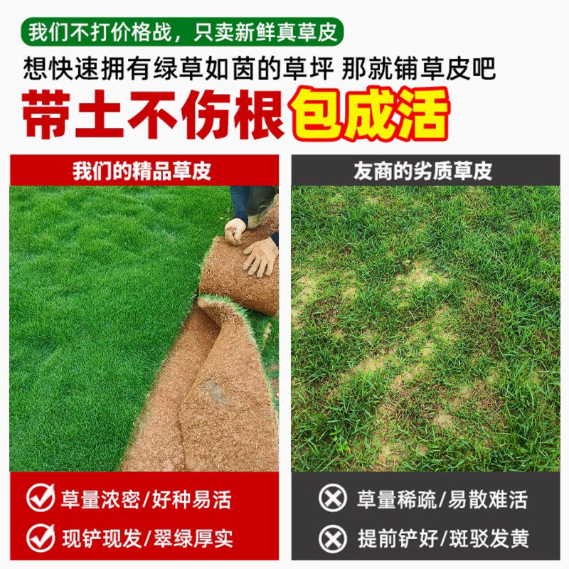 Turf real lawn four seasons green belt soil dwarf no need to mow
