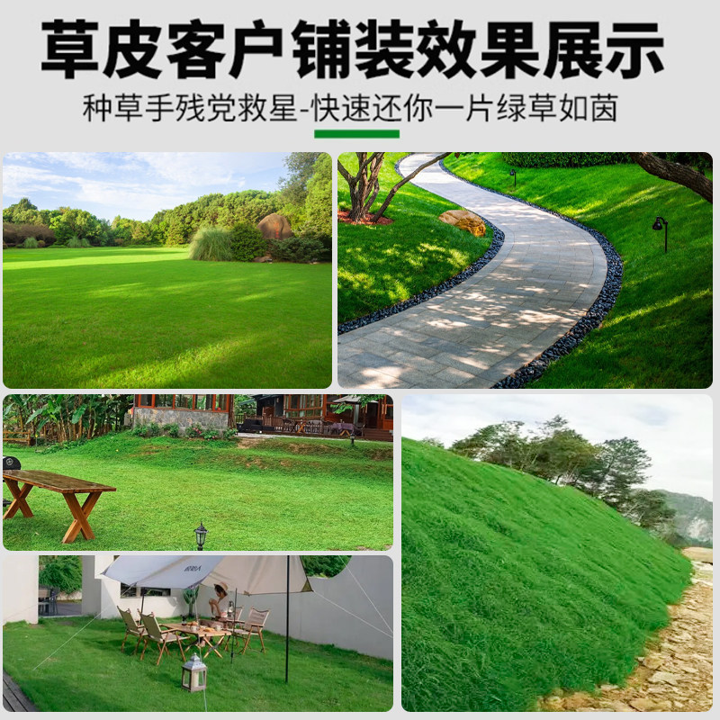 Turf real lawn four seasons green belt soil dwarf no need to mow