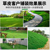 Turf real lawn four seasons green belt soil dwarf no need to mow