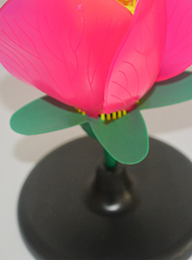 厂家供应 桃花模型 无味塑料PVC制作 教学模型 生物教学仪器