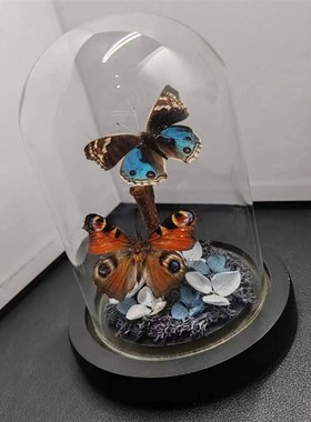 翠蓝眼蛱蝶永生花真蝴蝶标本艺术玻璃罩摆件小众手工生日收藏礼物