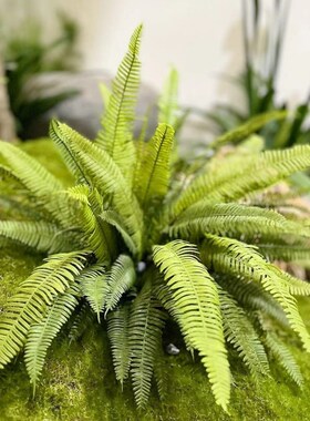 新品仿真绿植 竹芋n春芋叶网红露营造景软装假植物把束软胶海芋春