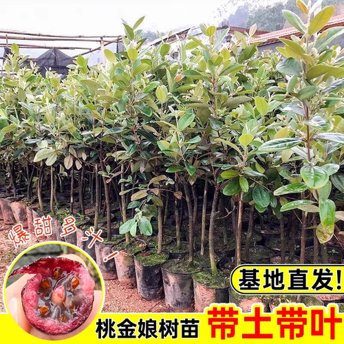改良大果桃金娘苗野生山捻子果树乌稔子苗观赏老桩南北方四季爆果 - 图2
