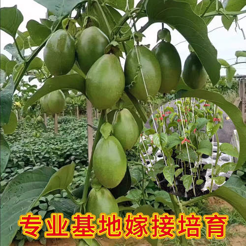 大果香蜜百香果苗纯甜木瓜百香果嫁接苗四季结果新品种百香果树果 - 图2