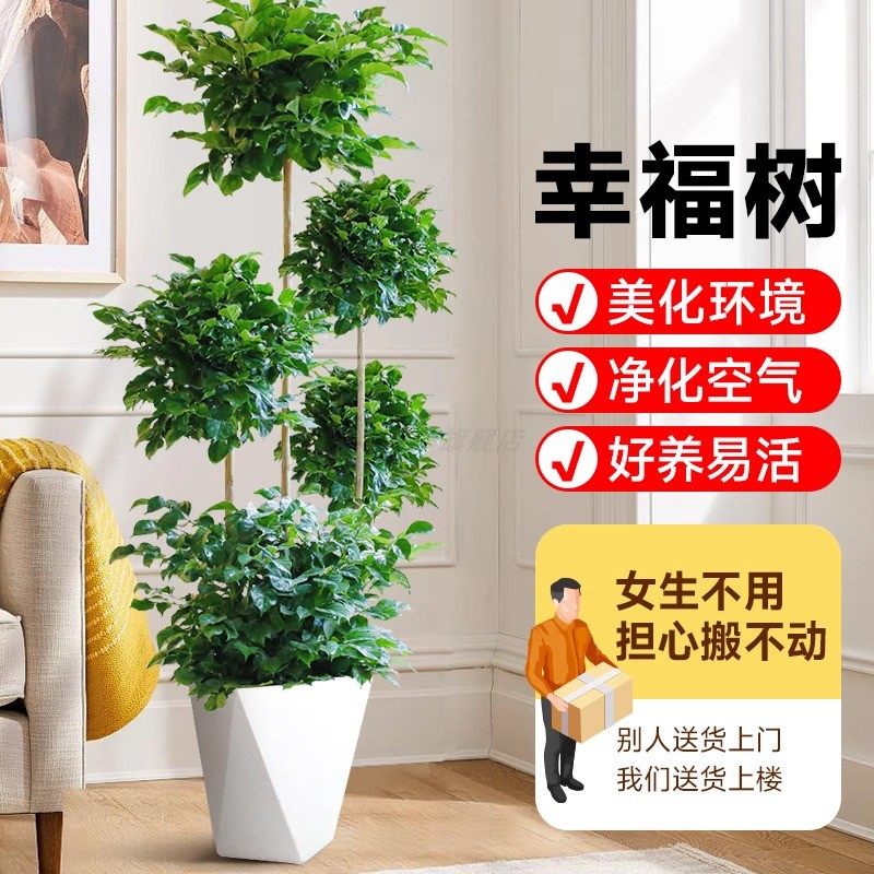 幸福树客厅大盆栽老桩绿植室内客厅平安树四季常青植物四季好养活,淘宝优惠券,粉丝福利购,淘宝优惠卷