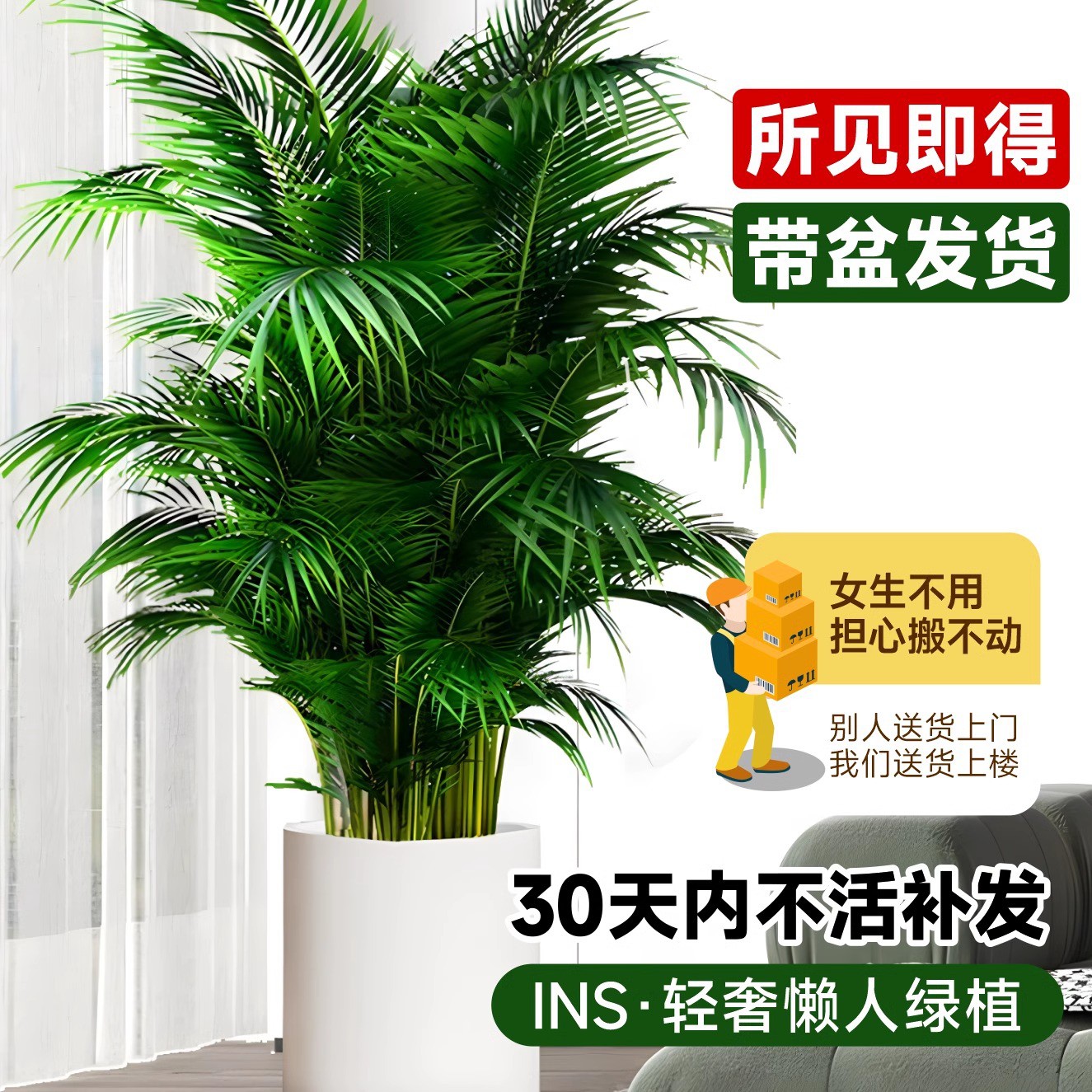 散尾葵植物盆栽客厅大型绿植室内落地办公室凤尾竹天堂鸟四季好养 - 图0