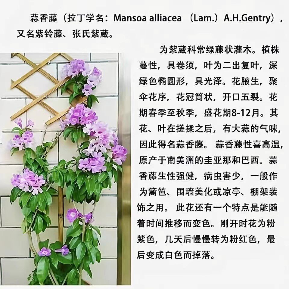 蒜香藤花紫铃藤 藤本植物 奇特爬藤花苗 庭院盆栽开花会变色植物,淘宝优惠券,粉丝福利购,淘宝优惠卷