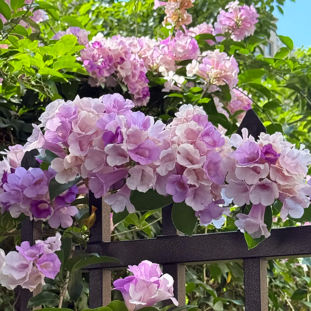 蒜香藤花 紫铃藤 阳台庭院盆栽攀援蒜香藤花苗 当年开花爬藤绿植,淘宝优惠券,粉丝福利购,淘宝优惠卷