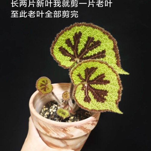 美纹 秋海棠网红ins风绿植盆栽室内阳台花卉进口观赏植物好养耐阴 - 图2