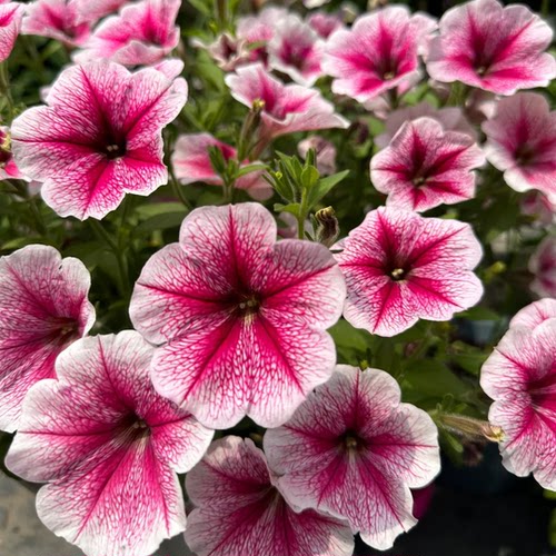 重瓣矮牵牛花苗美声轻浪小苗阳台庭院垂吊植物花卉花期长牵牛花苗 - 图3