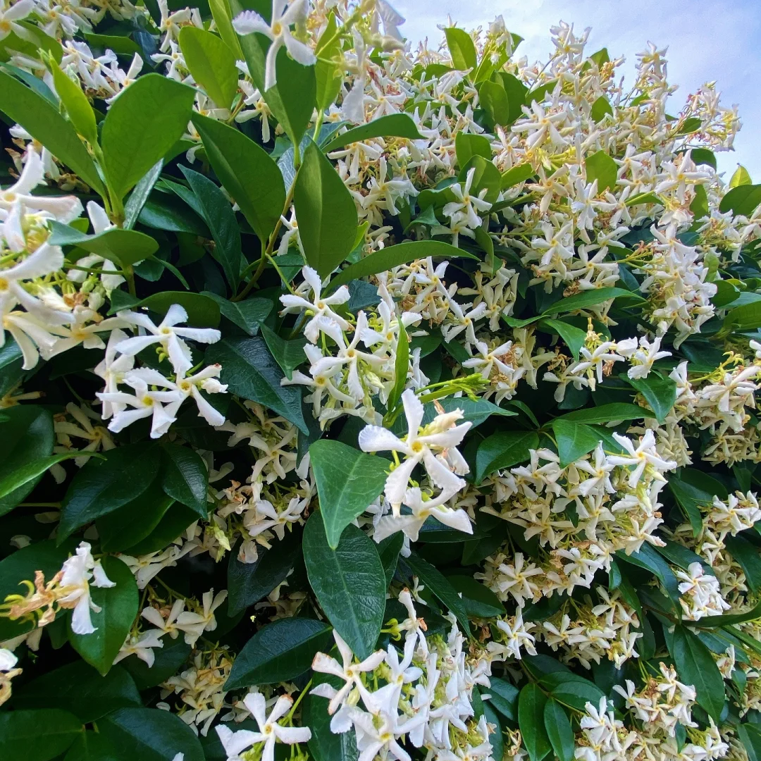 风车茉莉大苗老桩爬藤植物四季常青开花阳台藤蔓庭院阳台浓香花卉,淘宝优惠券,粉丝福利购,淘宝优惠卷