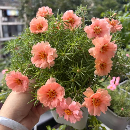 重瓣太阳花盆栽苗大花带根带花苞发货四季开植物室内室外好养花卉 - 图0