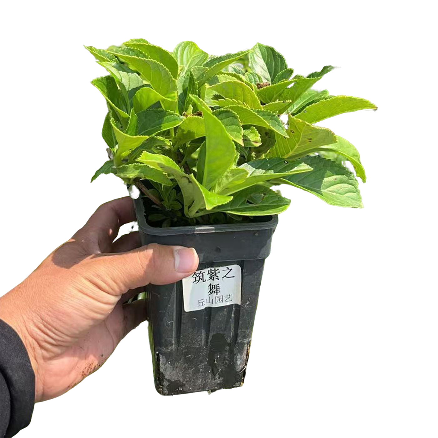 白色天使公主泉鸟大花绣球盆栽八仙花花园花镜庭院阳台绿植花卉 - 图3