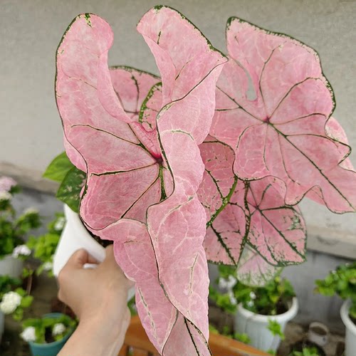 粉色飞溅彩叶芋盆栽室内阳台桌面绿植网红北欧风观叶植物四季好养 - 图0