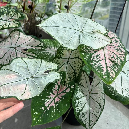 彩叶芋盆栽粉色飞溅植物室内夏季阳台绿植室内盆栽热植竹芋类好养 - 图3
